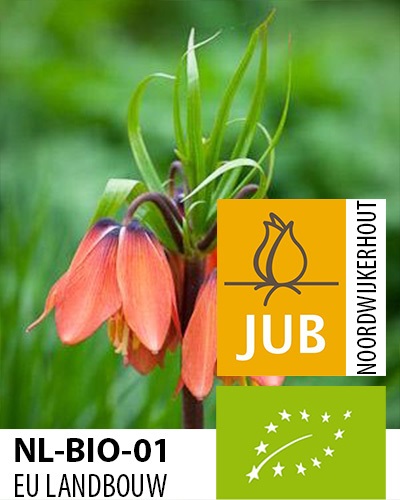FRITILLARIA BIO Early Dream 15/18, 10 ks